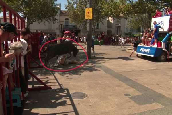 Spectateur blessé par un taureau lors de l'encierro de la fête votive de Mauguio (Hérault) en août 2024.