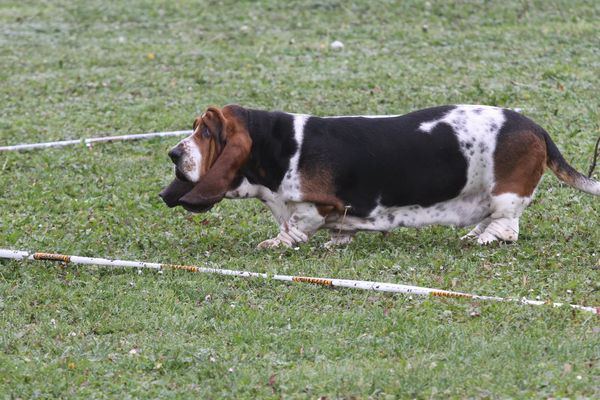 Un chien lors d'un concours de cavage, c'est-à-dire de recherche de truffe, à Brunstatt, le 31 octobre 2015. 