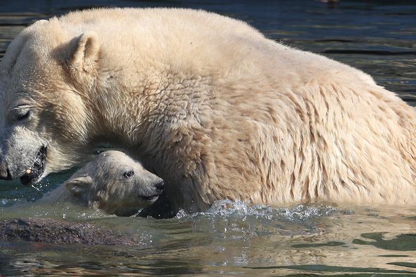 Nanuq et sa mère dans le bassin des ours polaires du zoo de Mulhouse