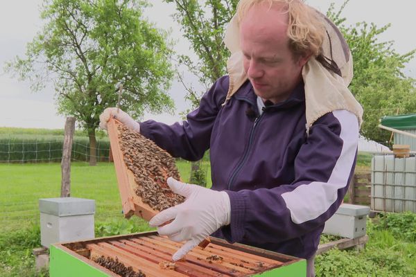 Après avoir fait des viennoiseries, Manuel Goetz s'occupe de ses abeilles.