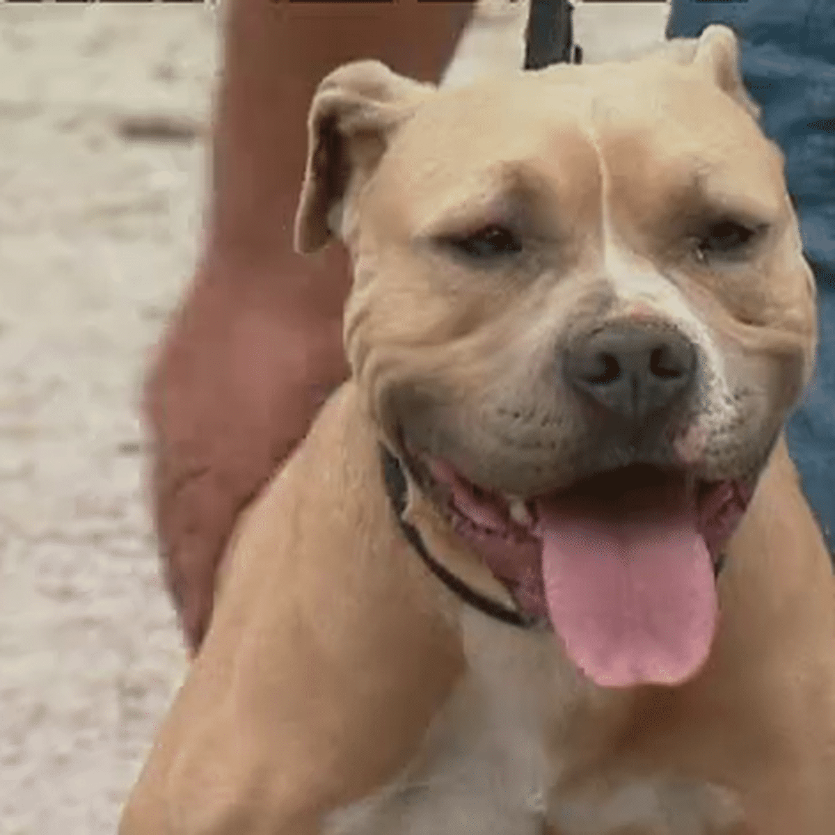 Enfants Mordus Par Un Pitbull A Marseille Le Proprietaire Du Chien En Garde A Vue