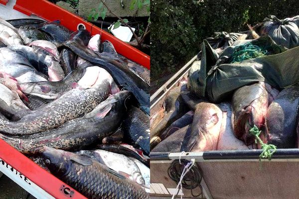 Les pêcheurs professionnels capturent en moyenne dix tonnes de silure par mois, ces poissons seraient impropres à la consommation