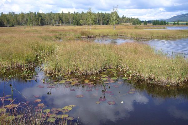 Tourbières, un patrimoine aquatique et naturel.