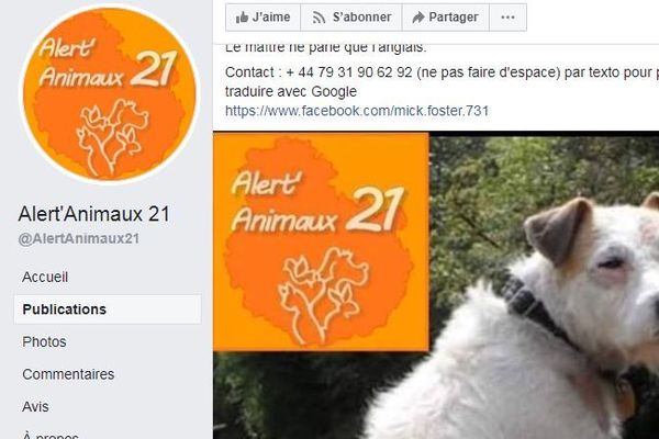 Le chien Billy est coincé sous le canal de Bourgogne depuis plusieurs jours. Les opérations de sauvetage ont déclenché une énorme polémique sur les réseaux sociaux. 