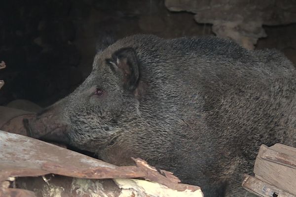 Cocotte, la laie domestique, a été transférée dans un "parc animalier" selon le procureur de la République.