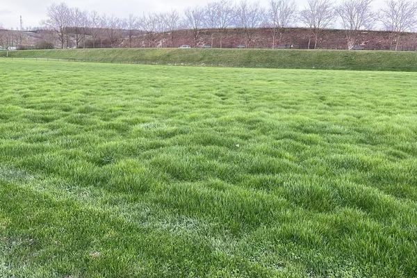 Photo d'un des terrains du complexe sportif de Sézanne, prise il y a une dizaine de jours.