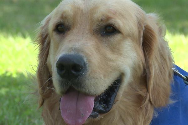 Dans quelques mois, ce chien deviendra un chien d'assistance.