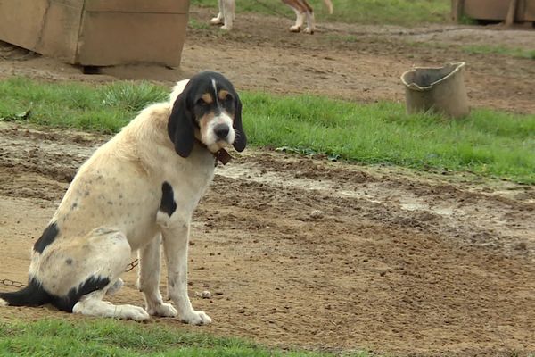 Le nombre de chiens dans cette meute d'Azerat doit être réduit de 30 animaux