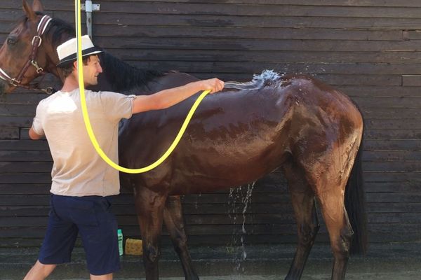 Antonin Roussel, entraîneur vosgien, prépare son cheval pour la compétition.