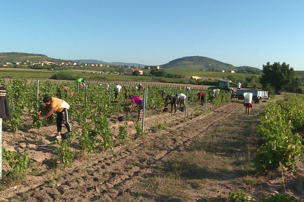 La canicule pertube la vignes et les vendanges dans  le Beaujolais