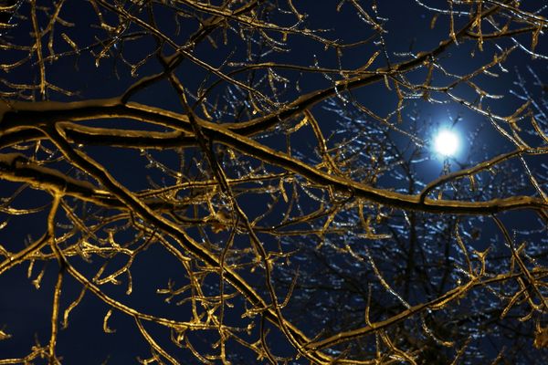 Les arbres ne devrait pas ressembler à celui ci dans la région, ce 24 décembre.