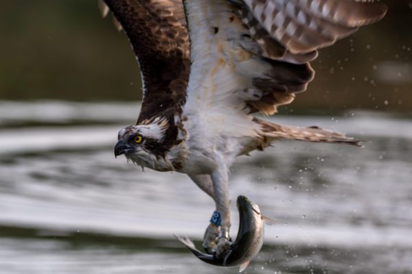 Il reste une vingtaine de couples de balbuzards pêcheurs dans le Loiret, et une soixantaine en France.