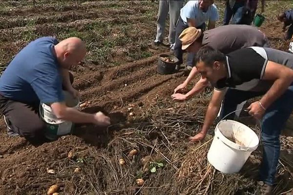 Au total, ces pommes de terre devraient nourrir environ 1200 personnes jusqu’à Noël.
