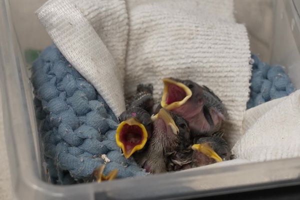 Les collisions d'oiseaux contre les fenêtres, le point de vue d'un centre  de réhabilitation