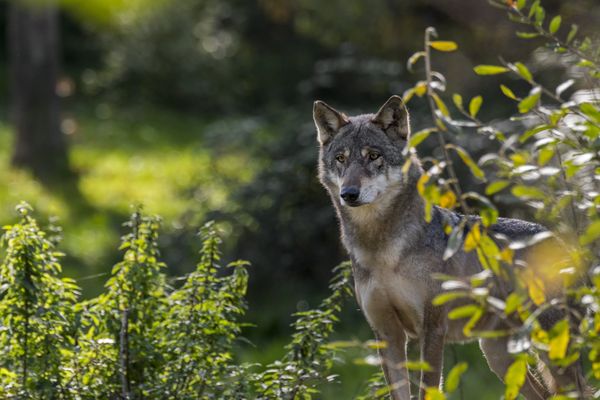 Photo d'illustration d'un loup gris pendant l'automne 2022.