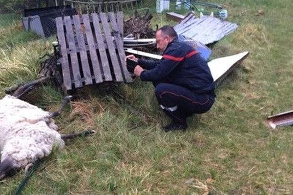 >Une brebis tuée par un loup à Belvédère, le 23 mars 2019