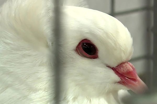 Enchenberg (Moselle) du 13 janvier au 14 janvier. Championnat de France du pigeon de couleur.