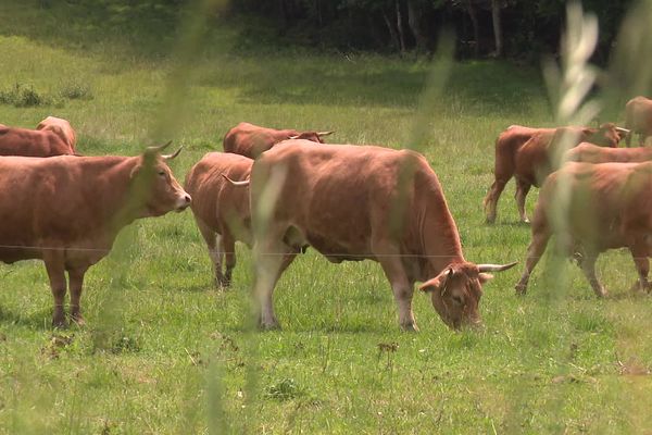 Le rapport de la Cour des comptes préconisant de réduire les cheptels bovins en France est sorti le 22 mai 2023.