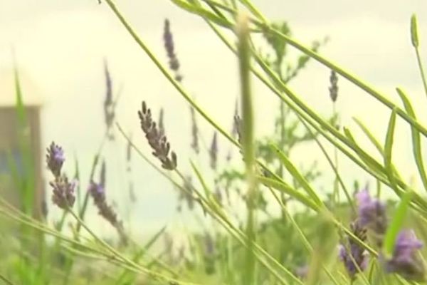 Les herbes sont cultivées de façon tout à fait naturelle.