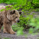 Cette année les constats de prédation de l'ours sur les troupeaux sont les plus faibles depuis 2019 à la même date, d'après la DDT de l'Ariège.