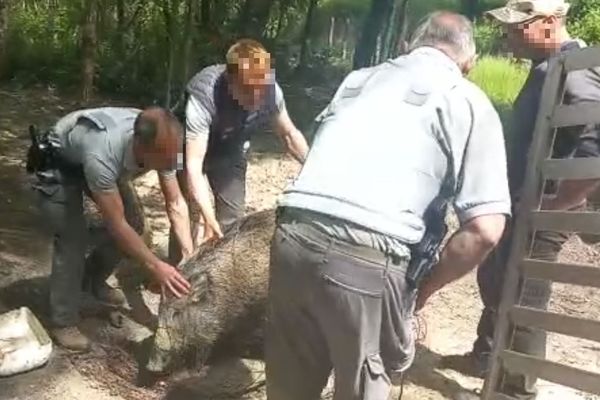 Les agents de l'OFB Loiret saisissent l'un des deux sangliers domestiqués par un couple de Solognots - La Ferté Saint-Aubin - 30 mai 2023