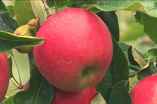 Une pomme encore dans l'arbre à Beaunay au pays de Caux