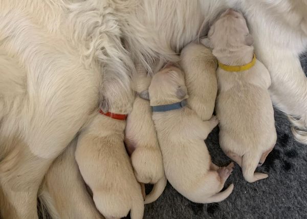 Pourquoi Les Ventes De Chiots Sont Elles En Forte Augmentation Pendant La Crise Sanitaire