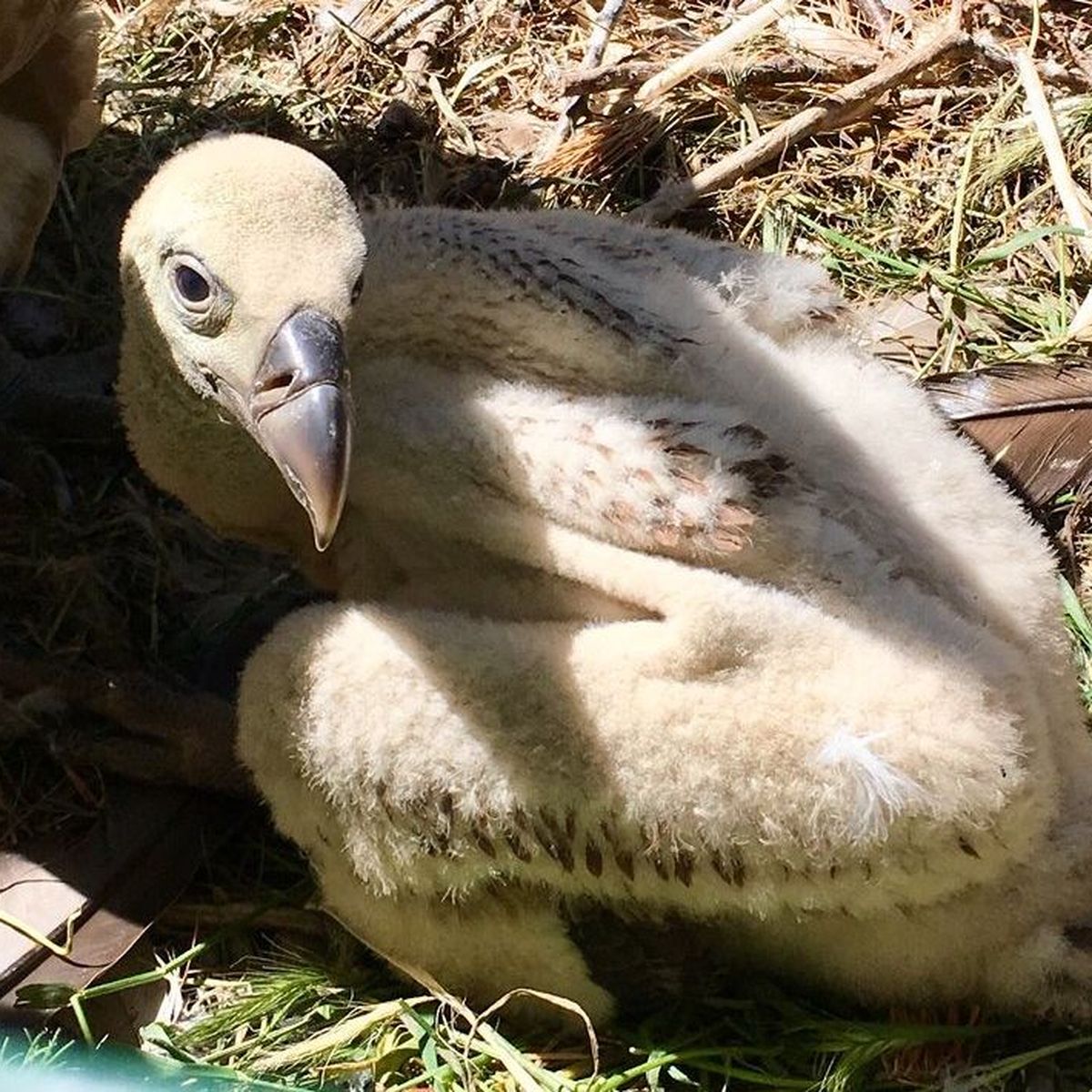 Carnet Rose Naissance D Un Vautour Fauve Au Parc Animalier De Serre Poncon