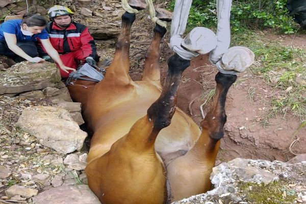 La Tour-sur-Orb (Hérault) - un cheval sauvé après être tombé dans un fossé et y être resté coincé. - 11 juin 2020.