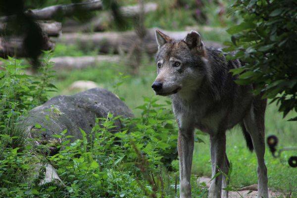 Loup gris (image d'illustration)