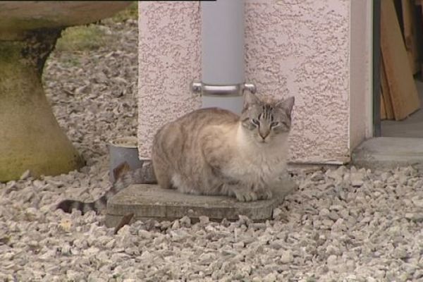 Orchamps-Vennes (Doubs) : les chats meurent empoisonnés ou disparaissent...