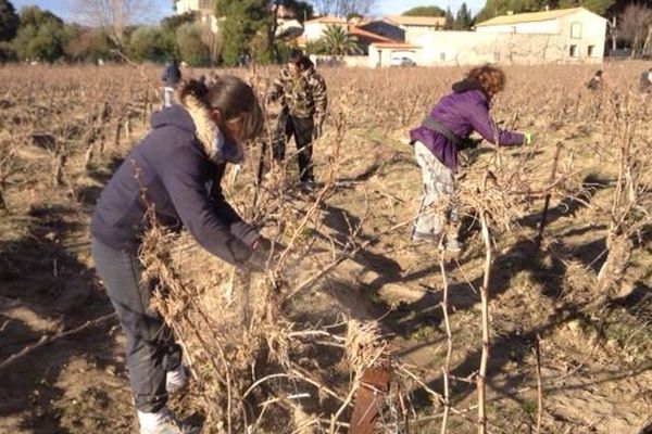 Dans l'Aude, les bénévoles s'activent pour nettoyer les vignes