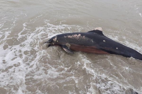 Un dauphin échoué au Hourdel en baie de Somme