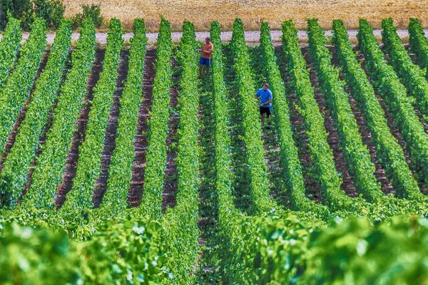 Les vignes de champagne (illustration)