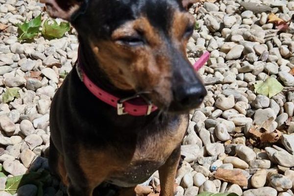 Une habitante de Nîmes a porté plainte contre son voisin qui a tué sa chienne, un Pinscher à coups de manche à balai. L'animal a eu les os du crâne brisés avant de tomber dans le coma.