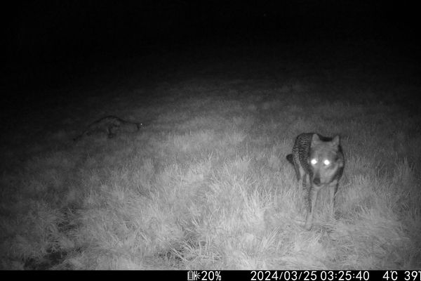 Le loup a pu être filmé par les caméras de surveillance installées dans les champs.