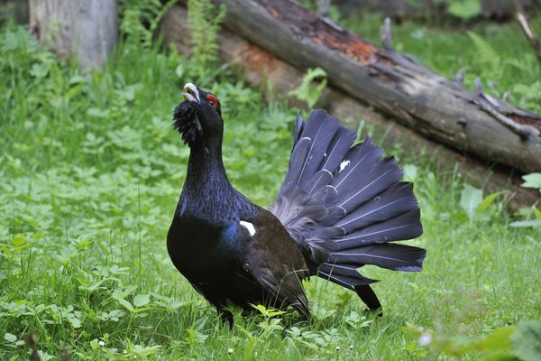 Il ne resterait plus que quatre à cinq individus dans le massif des Vosges. Le grand tétras est considéré comme "virtuellement éteint" dans le Grand Est.