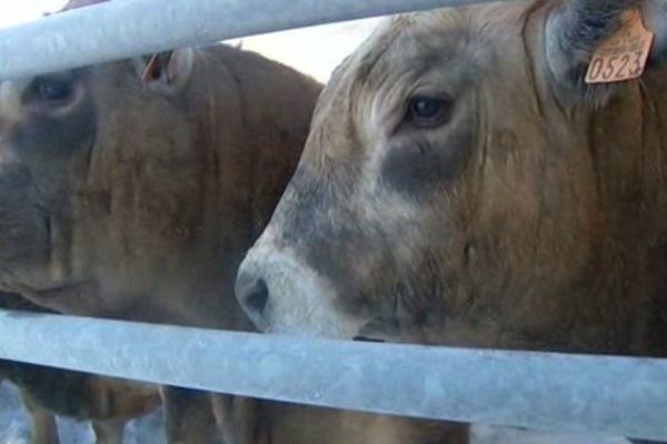 Les broutards de l'Aubrac sont exportés à l'étranger