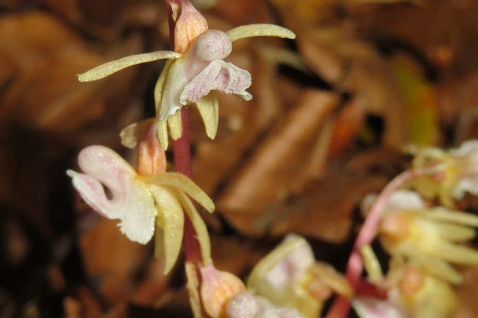 Rare Ghost Orchid Blooms Again in Natural Park of Cadí-Moixeró