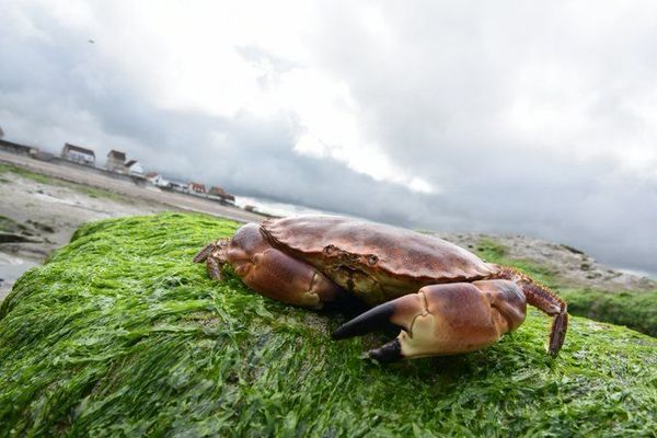 La fête du crabe, une tradition à Audresselles, petit village de pêcheurs de la Côte d'opale