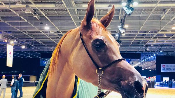 Salon Du Cheval Les Fabuleux Pur Sang Arabes Du Sultan D Oman