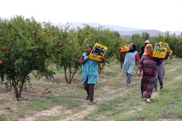 Récolte de légumes dans une ferme certifiée en agriculture biologique de 94 hectares, au sud de Tunis