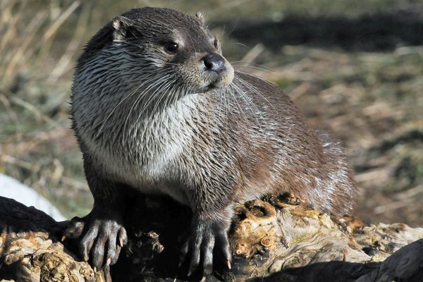 Tandis que la biodiversité s'effondre, la loutre se réinstalle au bord des rivières et des étangs du Centre-Val de Loire, à contre-courant de bien d'autres espèces