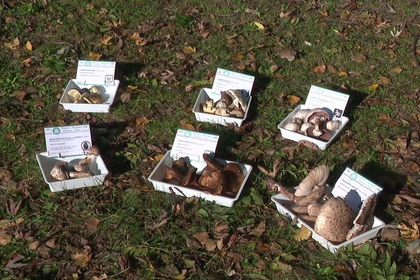 La société mycologique et botanique de Seyssinet-Pariset organise une exposition les 26 et 27 octobre 2019 pour apprendre au grand public à différencier les espèces de champignons.