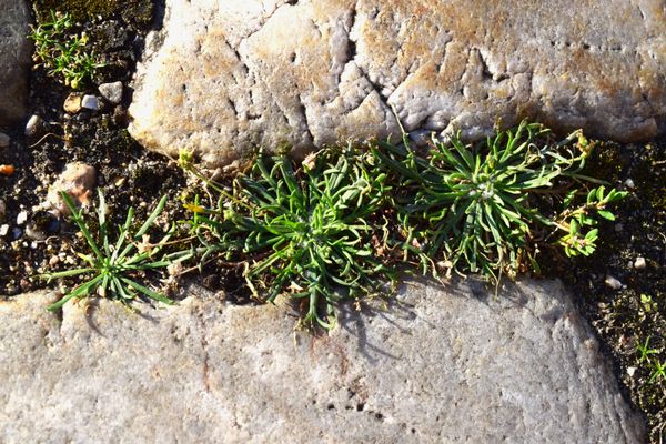 De nombreuses espèces de plantes sauvages urbaines sont présentes dans les rues de Rouen (Seine-Maritime) comme le plantain corne-de-cerf.