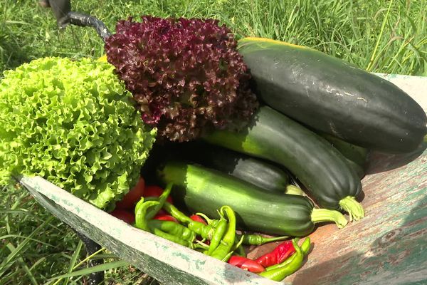 La forêt comestible de Yoann Lang commence à porter ses fruits.