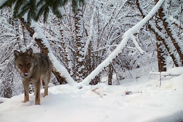 "Sur la piste du loup", un documentaire de Stéphane Granzotto