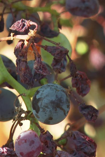 Dans le Gard, le mildiou a impacté une partie du vignoble.