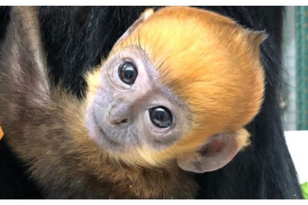 un bébé langur de François est né au muséum de la Citadelle