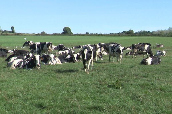 Crise énergétique, sécheresse, prix du lait, dérèglement climatique... Pour les agriculteurs, les motifs d'inquiétude sont nombreux